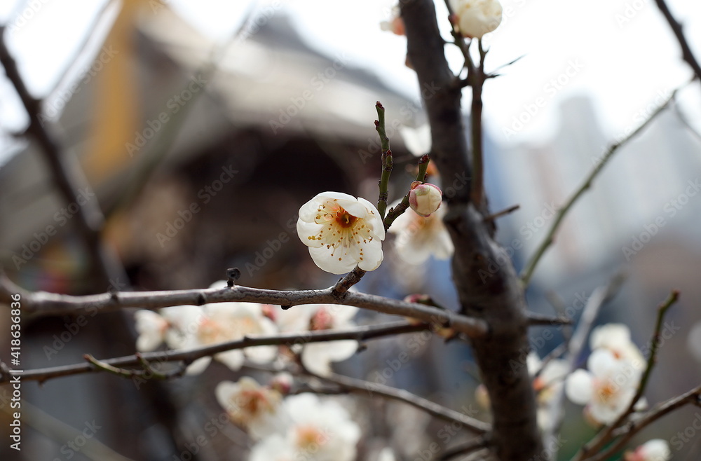 Plum Blossom in spring