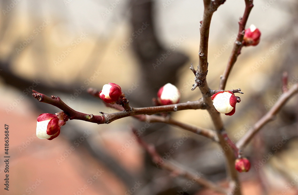 Plum Blossom in spring Plum Blossom in spring