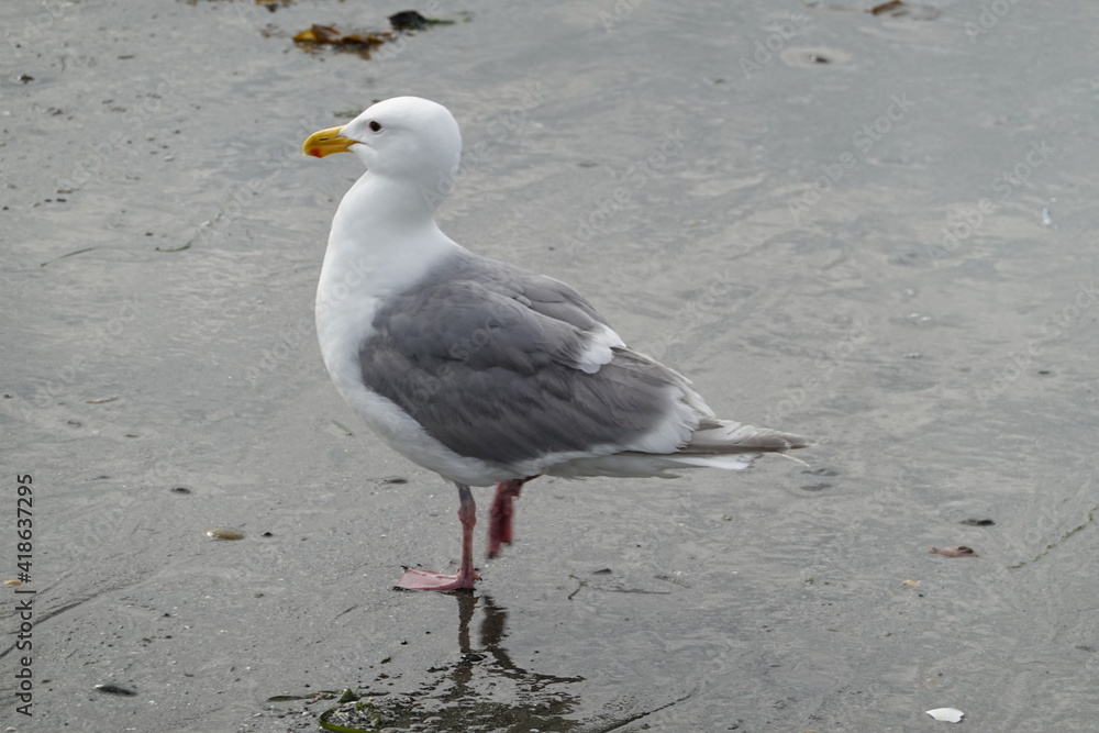 Fototapeta premium Gulls, or seagulls, are seabirds that can be found on Alki beach in Seattle, Washington, USA.