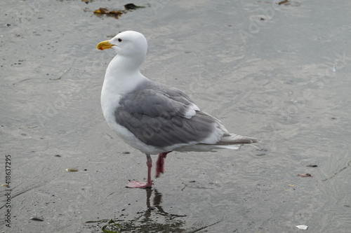 Gulls, or seagulls, are seabirds that can be found on Alki beach in Seattle, Washington, USA.