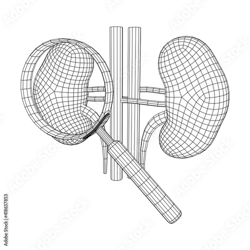 Kidneys human anatomy internal organ with magnifying glass. Medicine science technology concept. Wireframe low poly mesh vector illustration