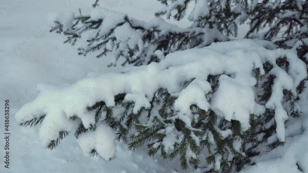 spruce branches covered with a thick layer of snow. Snow-covered Christmas tree. Fabulous forest, trees in a winter park. spruce branches covered with a thick layer of snow. Snow-covered Christmas tree. Fabulous forest, trees in a winter park.