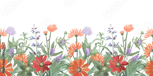 Vector floral seamless border. Summer flowers, herbs, leaves. Gaillardia, marigold, oxeye daisy, calendula,  rosemary, lavender, sage, allium. Orange, red, blue flowers isolated on a white background.