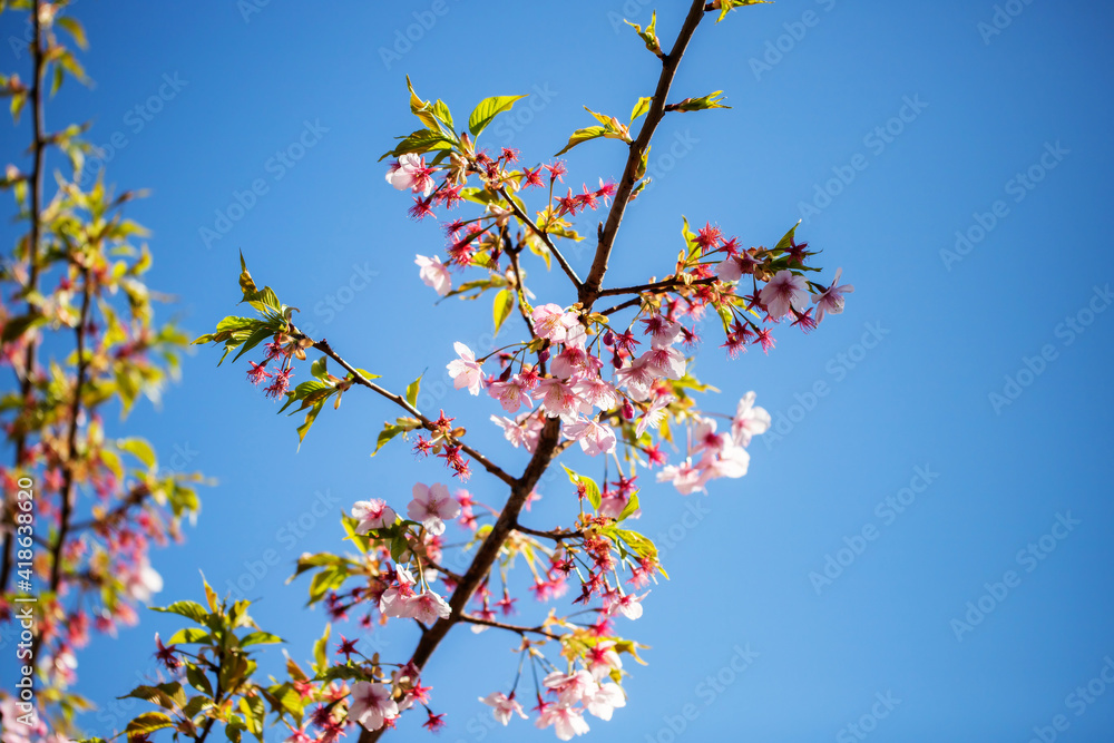 青空の下の桜 青空の下の桜