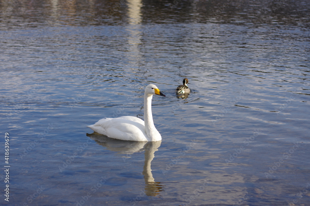 Naklejka premium 厳しい寒さを避けて越冬で飛来地へと渡ってきた、美しい白い羽毛のオオハクチョウ