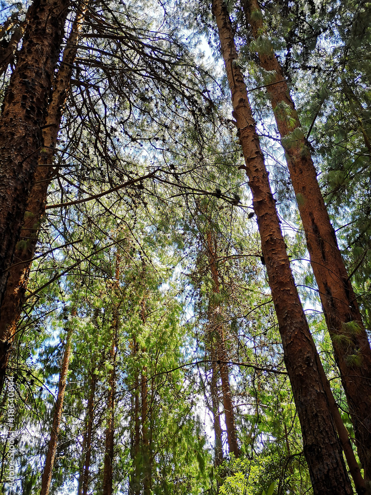 Fototapeta premium trees in the forest