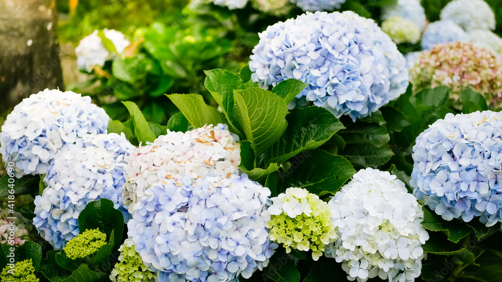 a beautiful flower called hydrangea or hortensia which has white and pink colors with green leaves. there is a yellow light shining on the flower a beautiful flower called hydrangea or hortensia which has white and pink colors with green leaves. there is a yellow light shining on the flower