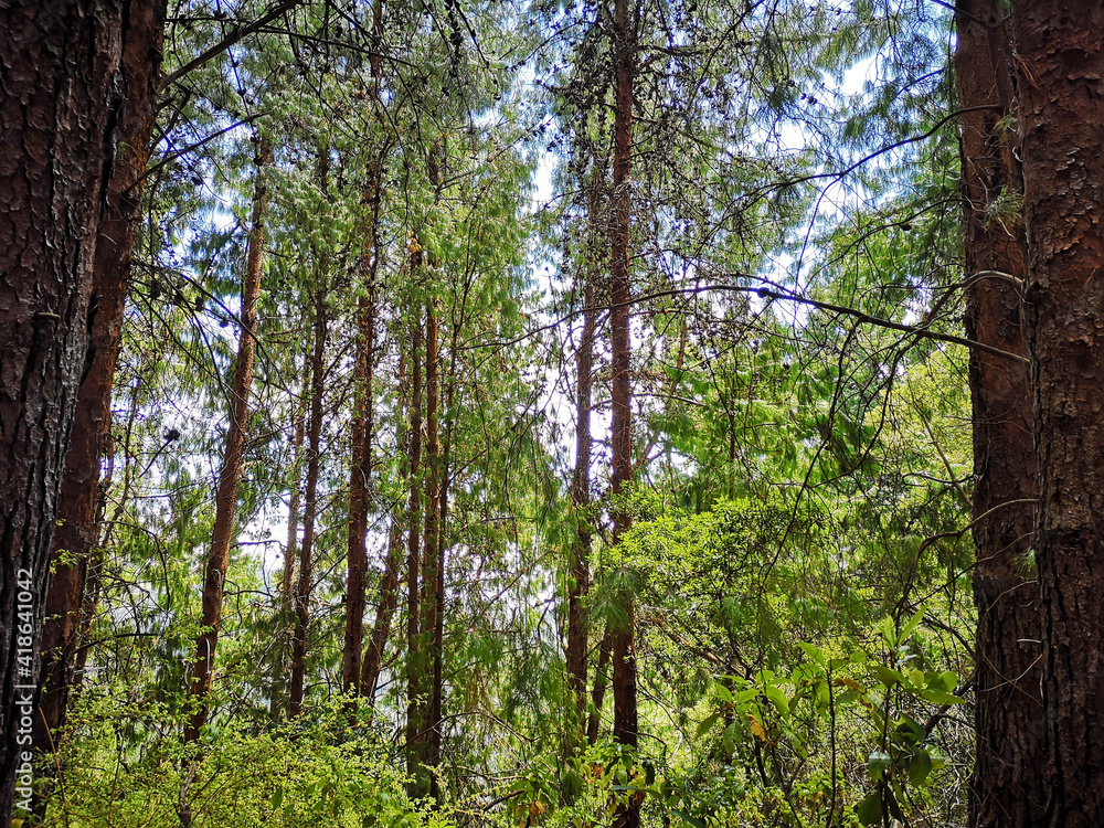 Obraz premium trees in the forest