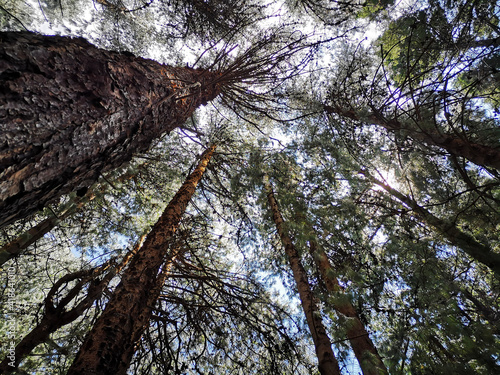 trees in the forest