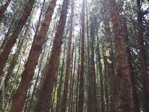 trees in the forest