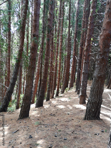 path in the forest