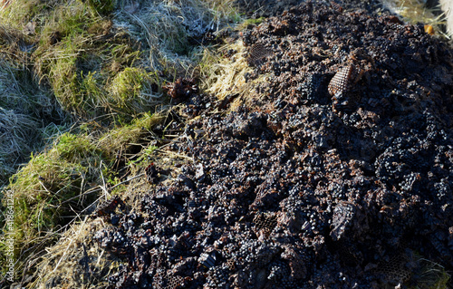 As waste material in the melting of wax, it hardens. The honeycomb used several times by the honeycomb is a threat to the transmission of diseases in the hive. we melt regularly photo