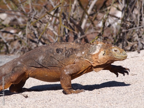 Land Iguana  Galapagos  Ecuador