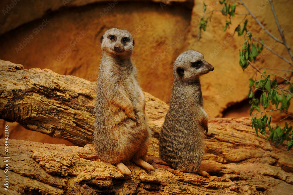 Fototapeta premium meerkat on guard duty