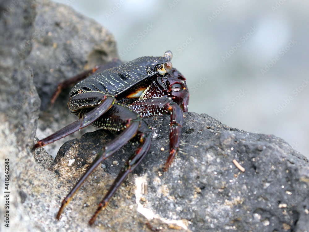 Fototapeta premium Thin-shelled Rock Crab profile - Grapsus tenuicrustatus