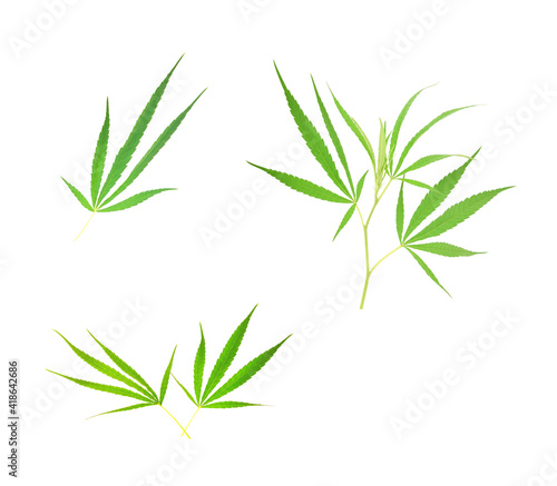 Set Cannabis leaf on white background.