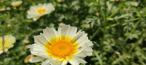 yellow daisy flower