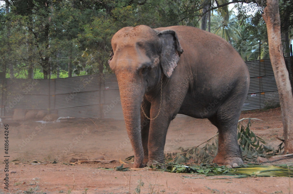 Fototapeta premium african elephant water