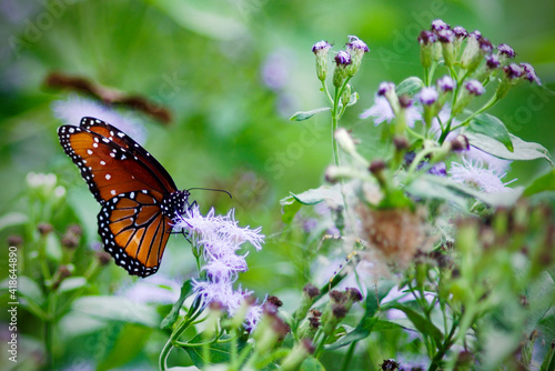 Canvas Print butterfly on flower