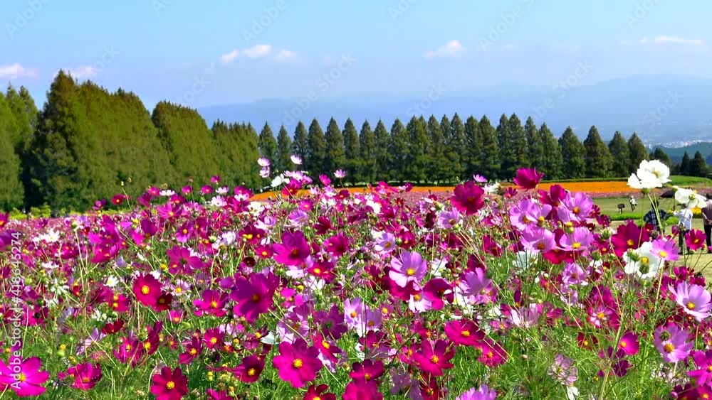 生駒高原_霧島山の麓に広がる広大な高原、秋の100万本のコスモス、春のポピー、夏のサルスベリ、サルビアなど楽しめる 生駒高原_霧島山の麓に広がる広大な高原、秋の100万本のコスモス、春のポピー、夏のサルスベリ、サルビアなど楽しめる