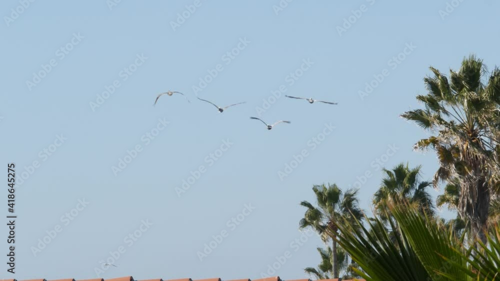 Big pelican birds flying, pelecanus flock soaring in sky, large wingspan. Palm tree in Oceanside, California waterfront pacific ocean tropical beach resort, USA. Summertime sea coastline vacations. Big pelican birds flying, pelecanus flock soaring in sky, large wingspan. Palm tree in Oceanside, California waterfront pacific ocean tropical beach resort, USA. Summertime sea coastline vacations.