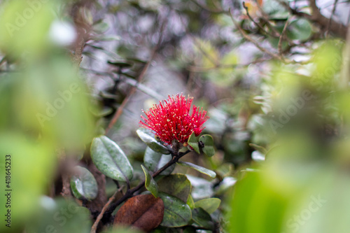 オヒアレフアの花