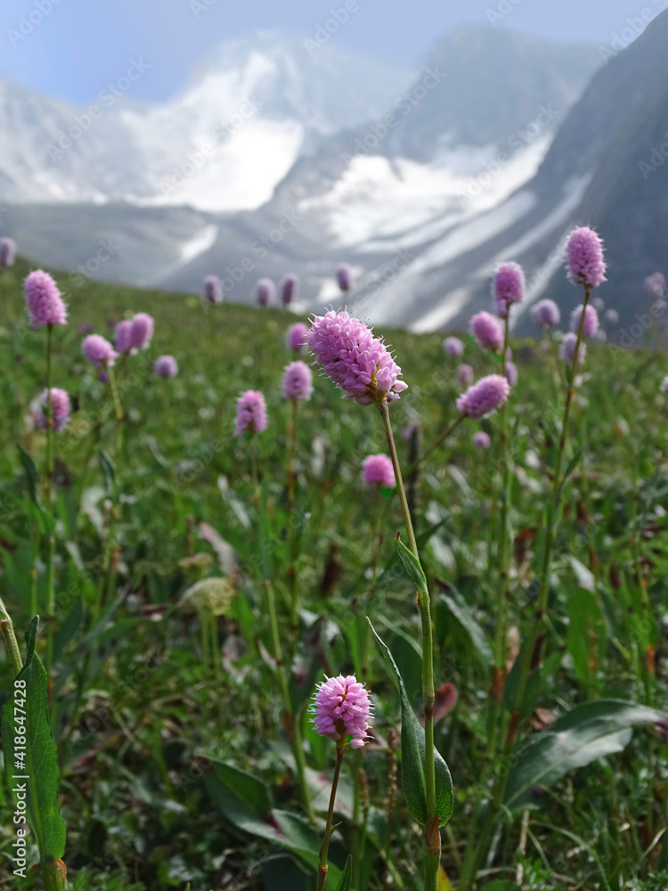 Obraz premium Wild flowers and grasses of high-altitude meadows, mountain peaks in the distance