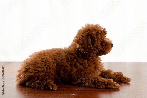 dog, poodle, puppy, pet, animal, cute, toy, isolated, canine, white, brown, black, breed, small, portrait, white background, sitting, mammal, bear, adorable, young, studio, pedigree, little, pup
