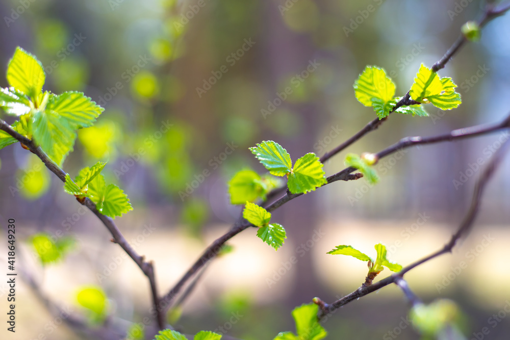 Young green leaves on a tree branch on a spring sunny day. The birch is blooming. Soft focus
