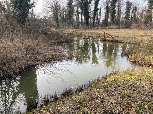 Die Altwasser im Rottenschwiler Moos and in the natural protection zone Aargau Reuss river plain (Naturschutzzone Aargauische Auen in der Reussebene), Rottenschwil - Switzerland (Schweiz) photo