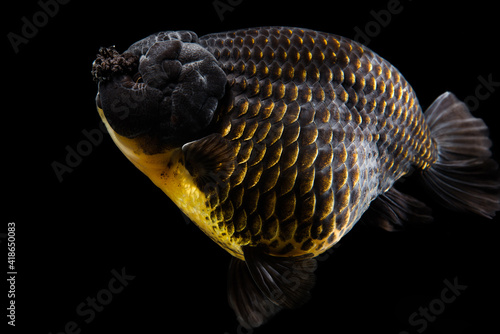 Black Goldfish