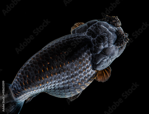 Black Goldfish