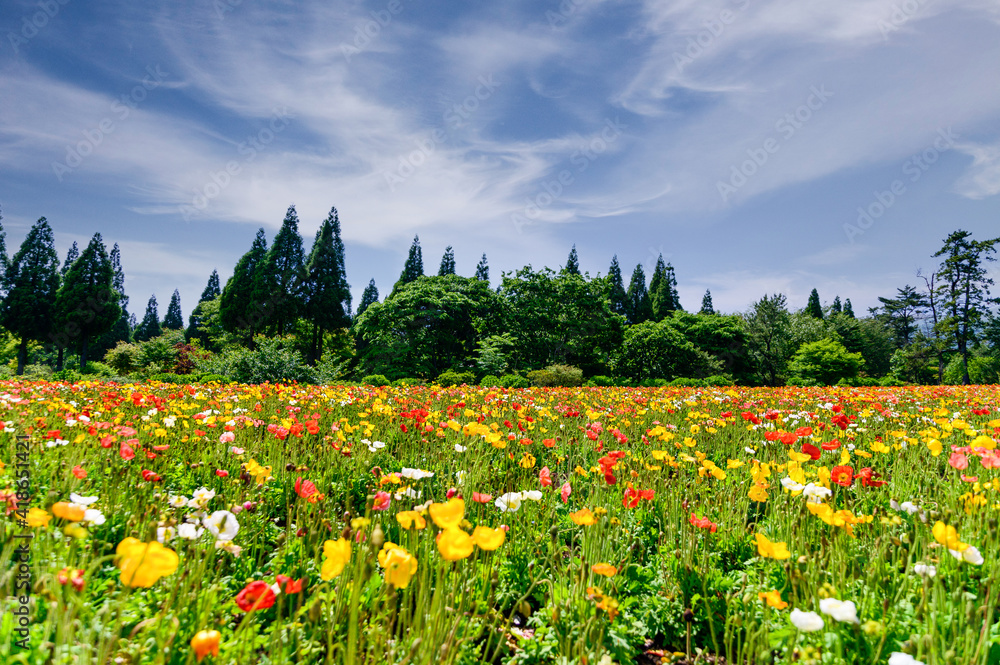 うららかな春の季節 くじゅう連山を背景にポピー花畑風景 日本 九州 大分県 くじゅう花公園年新緑 Bright Spring Season Poppy Flower Garden Landscape Against The Backdrop Of The Kuju Mountain Range Japan Kyushu Oita Prefecture Kuju Stock Photo