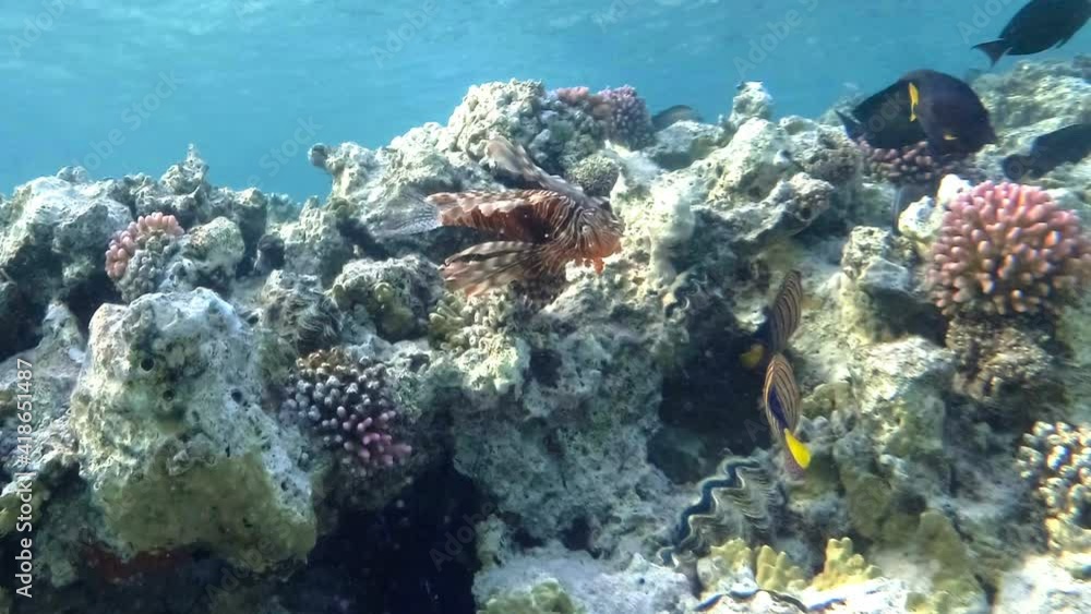 coral reef and lionfish coral reef and lionfish