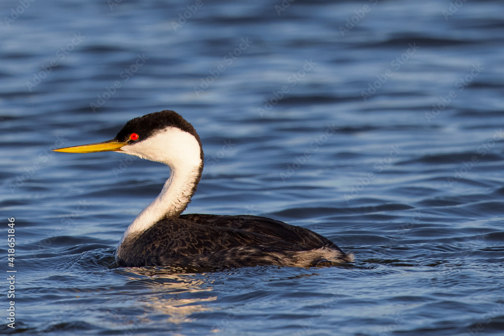 Close view of a Western grebe, seen in a North California marsh Close view of a Western grebe, seen in a North California marsh