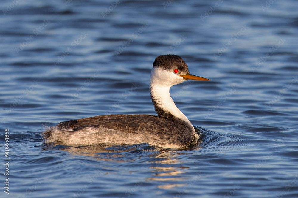 Close view of a Western grebe, seen in a North California marsh