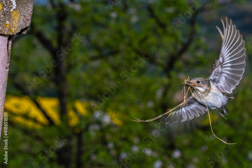 Halsbandschnäpper (Ficedula albicollis) Weibchen photo