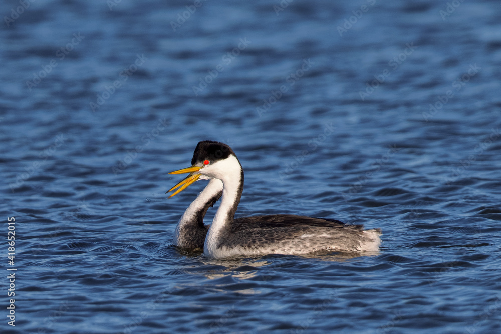 A couple of Western grebe during courtship