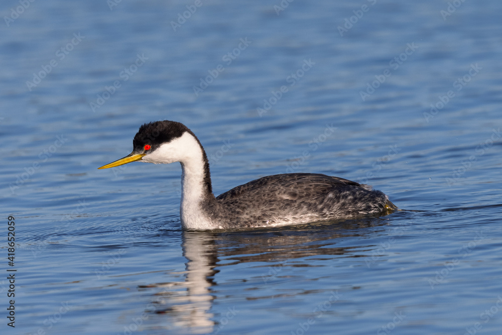 Close view of a Western grebe, seen in a North California marsh Close view of a Western grebe, seen in a North California marsh