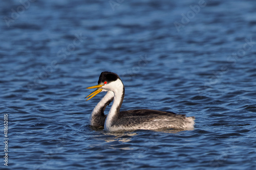 A couple of Western grebe during courtship © ranchorunner