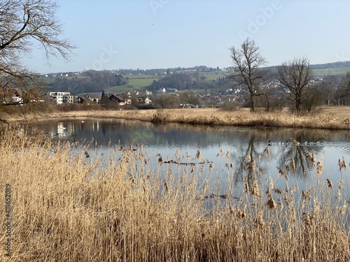 Stille Reuss or Stilli Rüss (Stilli Ruess) in the natural protection zone Aargau Reuss river plain (Naturschutzzone Aargauische Auen in der Reussebene), Rottenschwil - Switzerland (Schweiz) photo