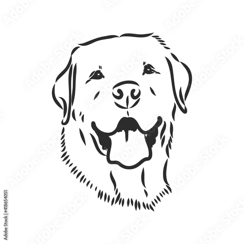 Vector image of an dog labrador on white background