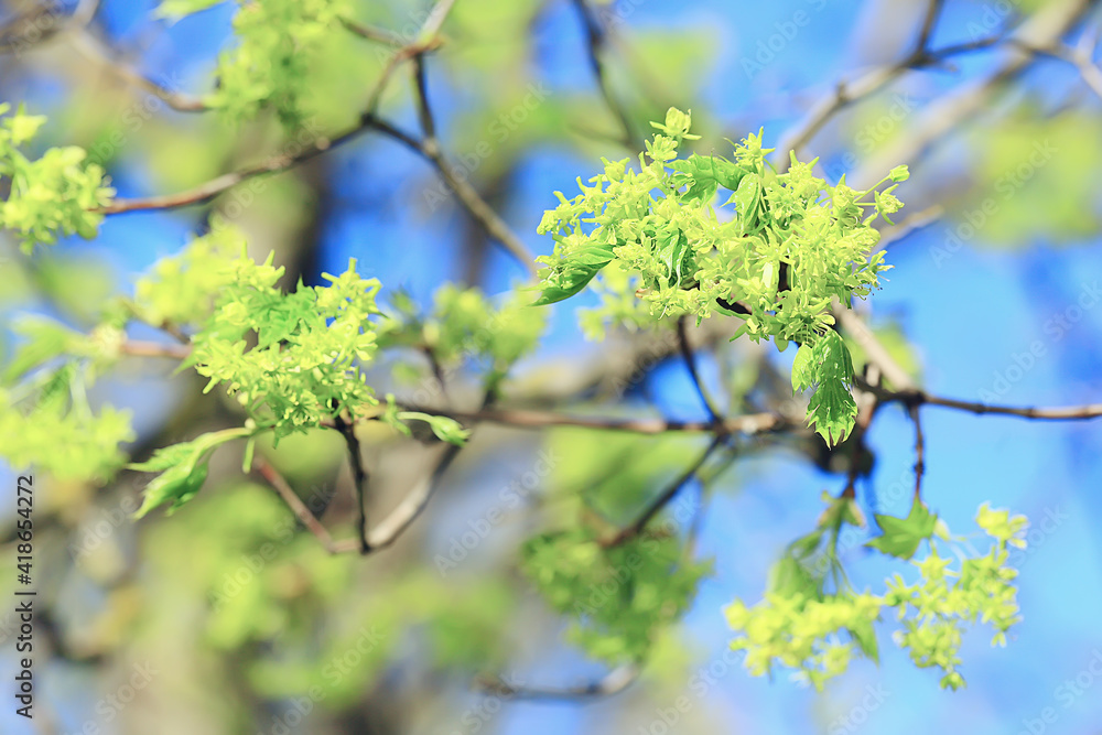 blooming maple branches, spring detail flowers on a tree branch blooming maple branches, spring detail flowers on a tree branch