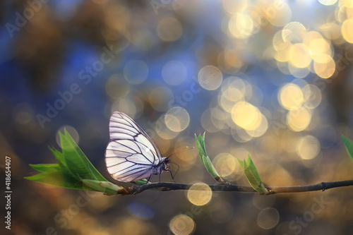 butterfly spring branches buds, concept spring background new life
