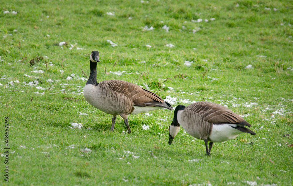 Kanada Gänse auf einer Wiese