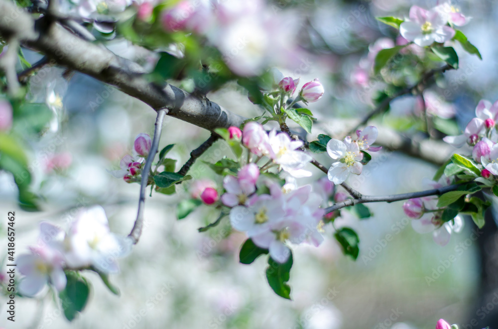 A branch of an apple tree is blooming. A branch of an apple tree is blooming.