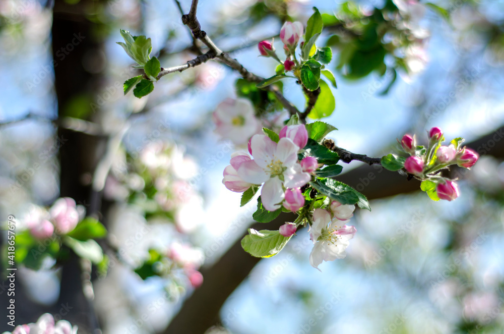 A branch of an apple tree is blooming.