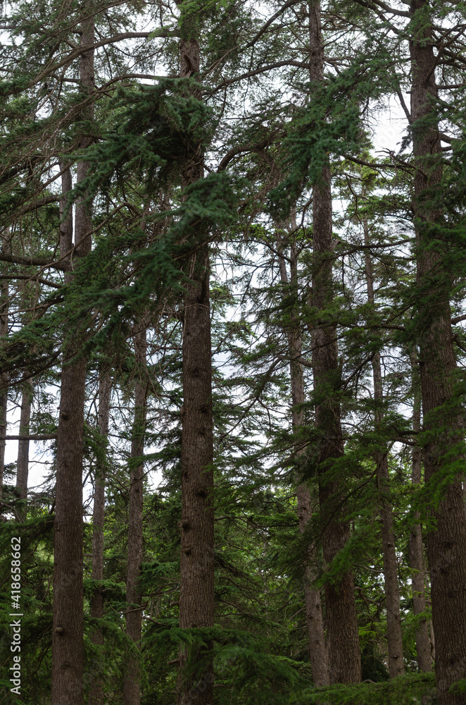 Fototapeta premium trees in the woods