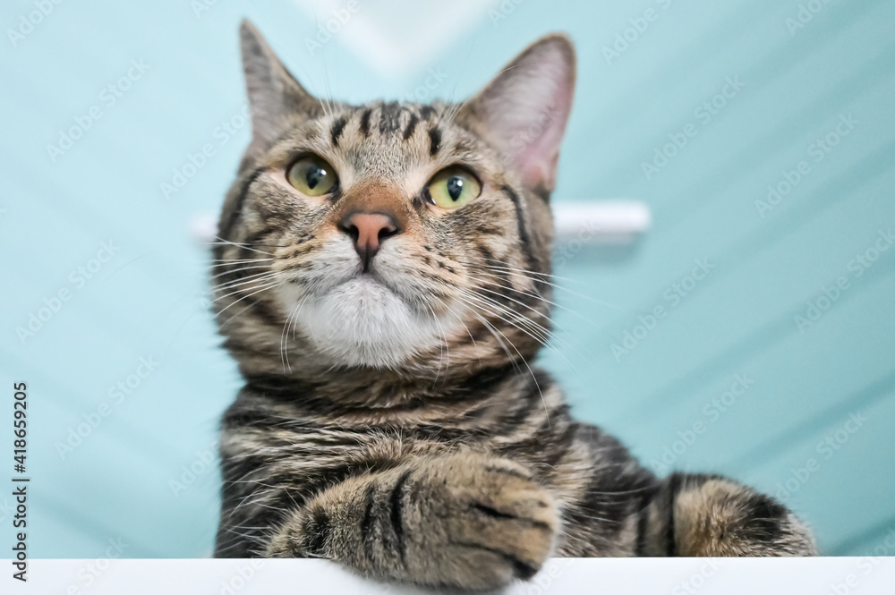 young gray striped cat