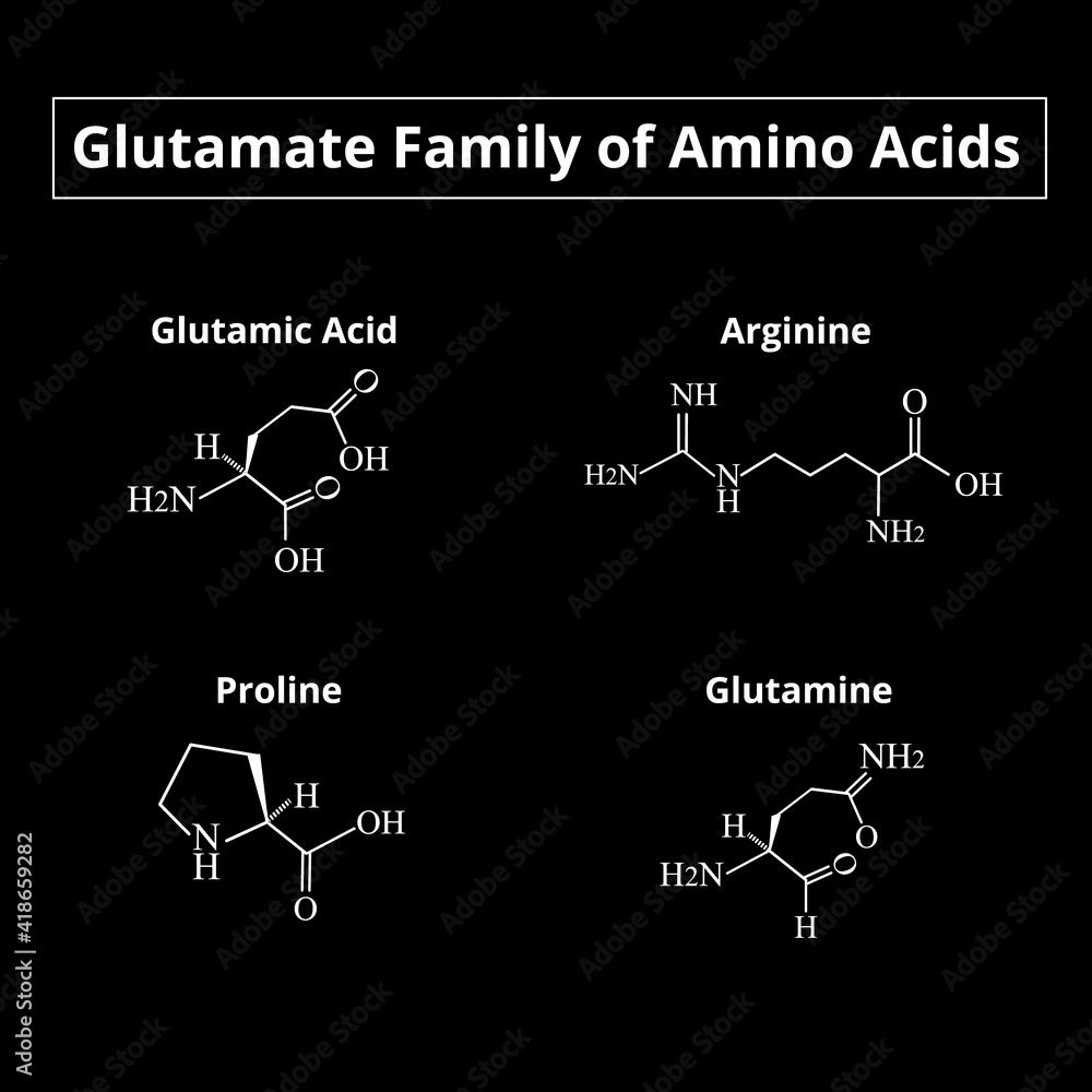 The glutamate family of amino acids. Chemical molecular formulas of